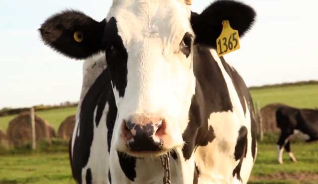 Выбор клички для коров – важный процесс, особенно на небольших фермах.