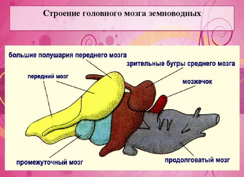 Строение головного мозга земноводные. Строение головного мозга зе новодных. Отделы головного мозга амфибий. Мозг земноводных.