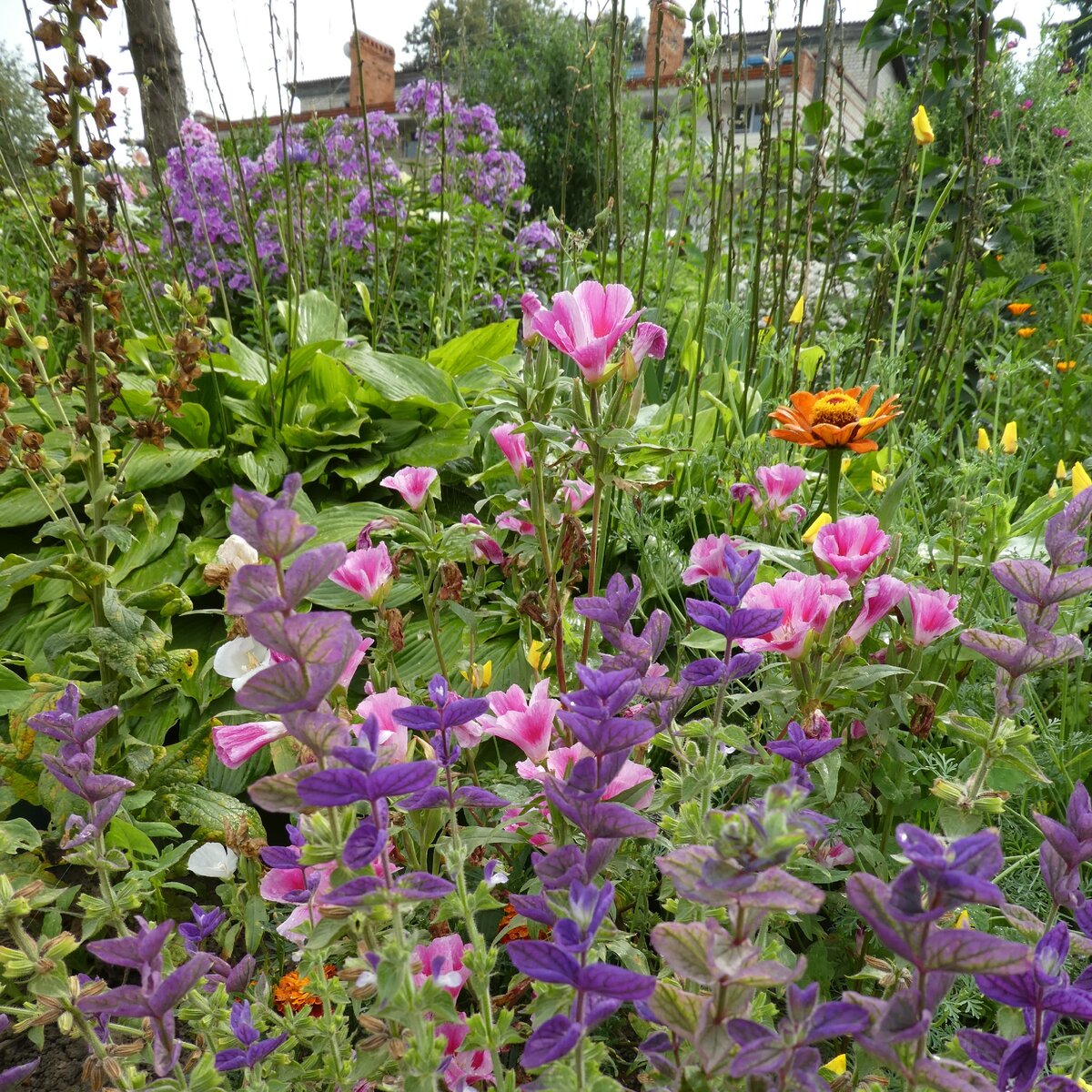 Таруса цветущий городок, если приехать в правильный сезон.