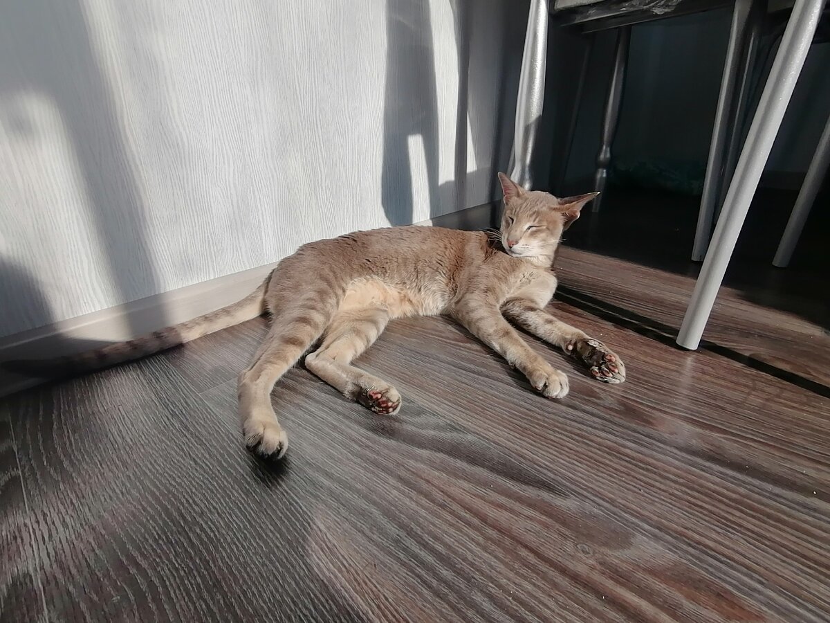  Ориентал Бандерос греется на солнышке