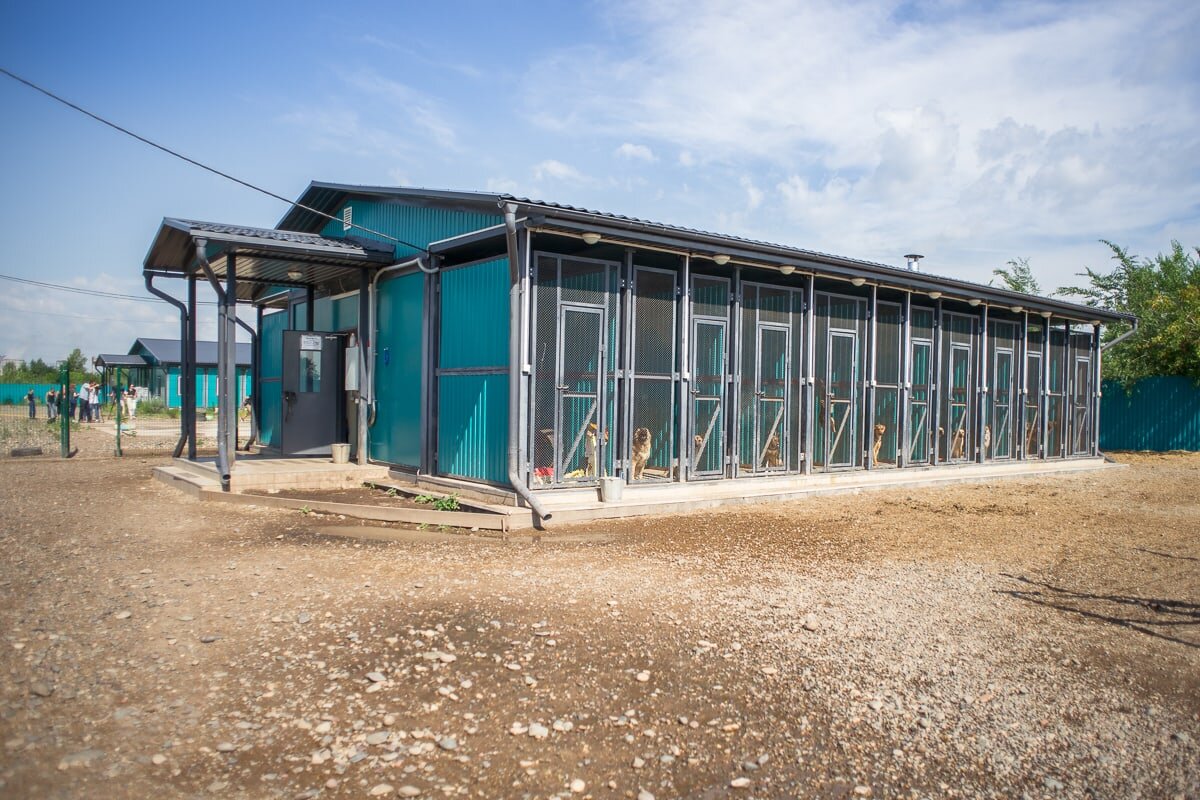 Вот так выглядят вольерные блоки для собак в нашем приюте.