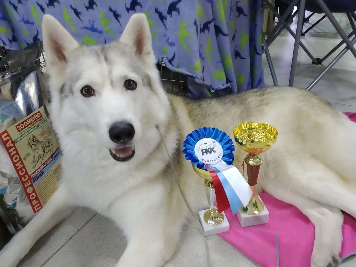 Айка закрыла Ветерана ЧР