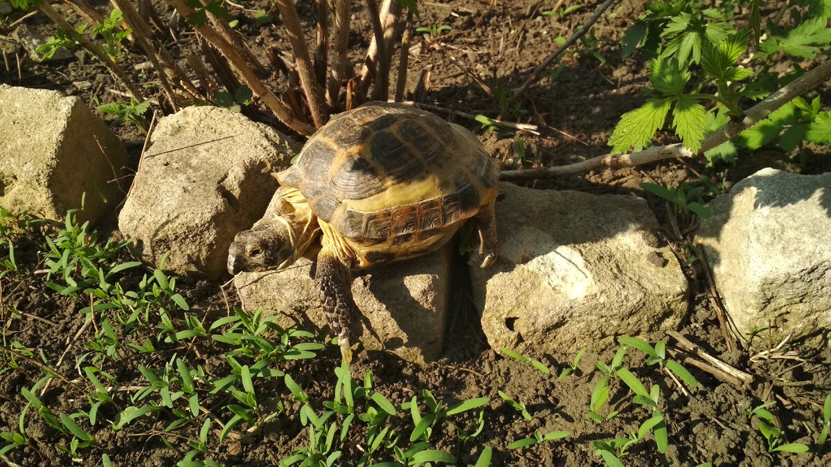 Черепаха Мальвина