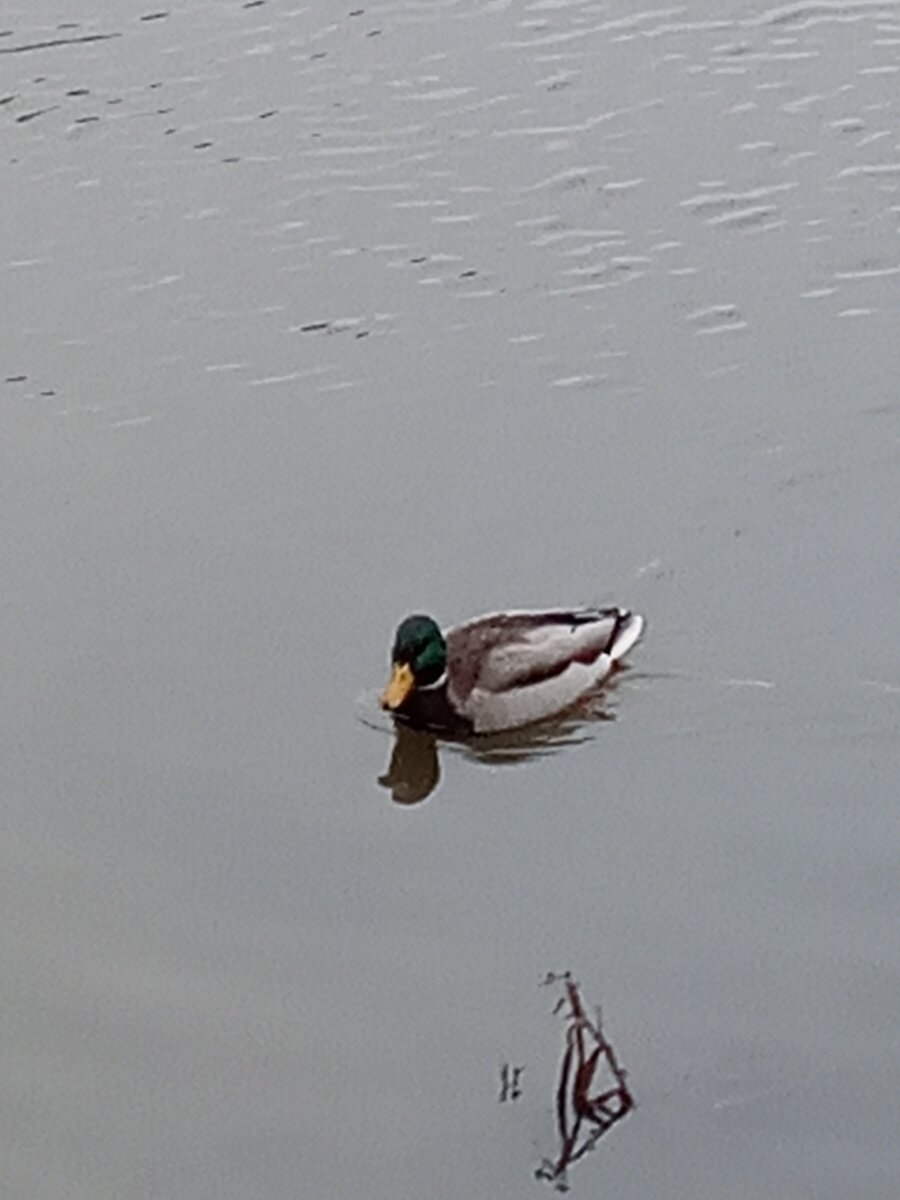 Утка в пруду. Полюстровский парк. Санкт-Петербург.