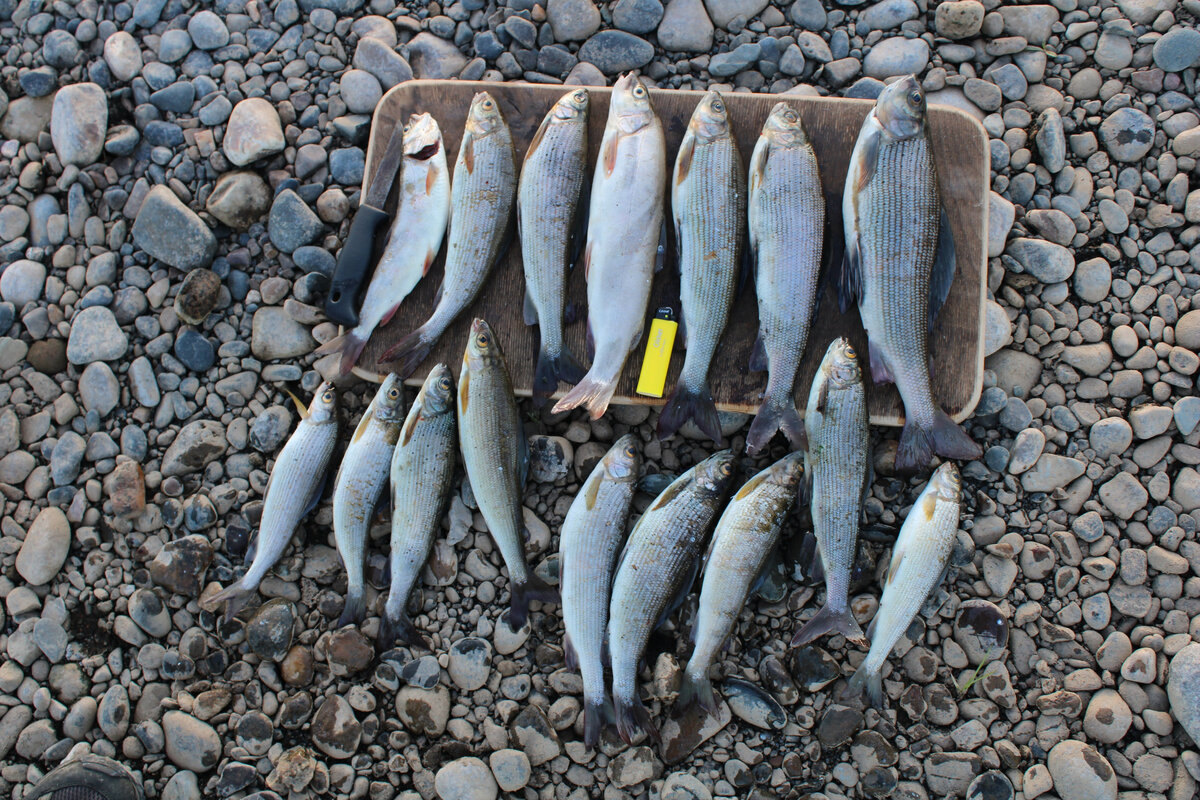 Хариусы с сигами