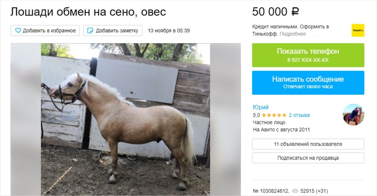 лошадка и котик. родославное лысогорский район. лошадь в добрые руки. конь стоит. лошадь мотиватор.