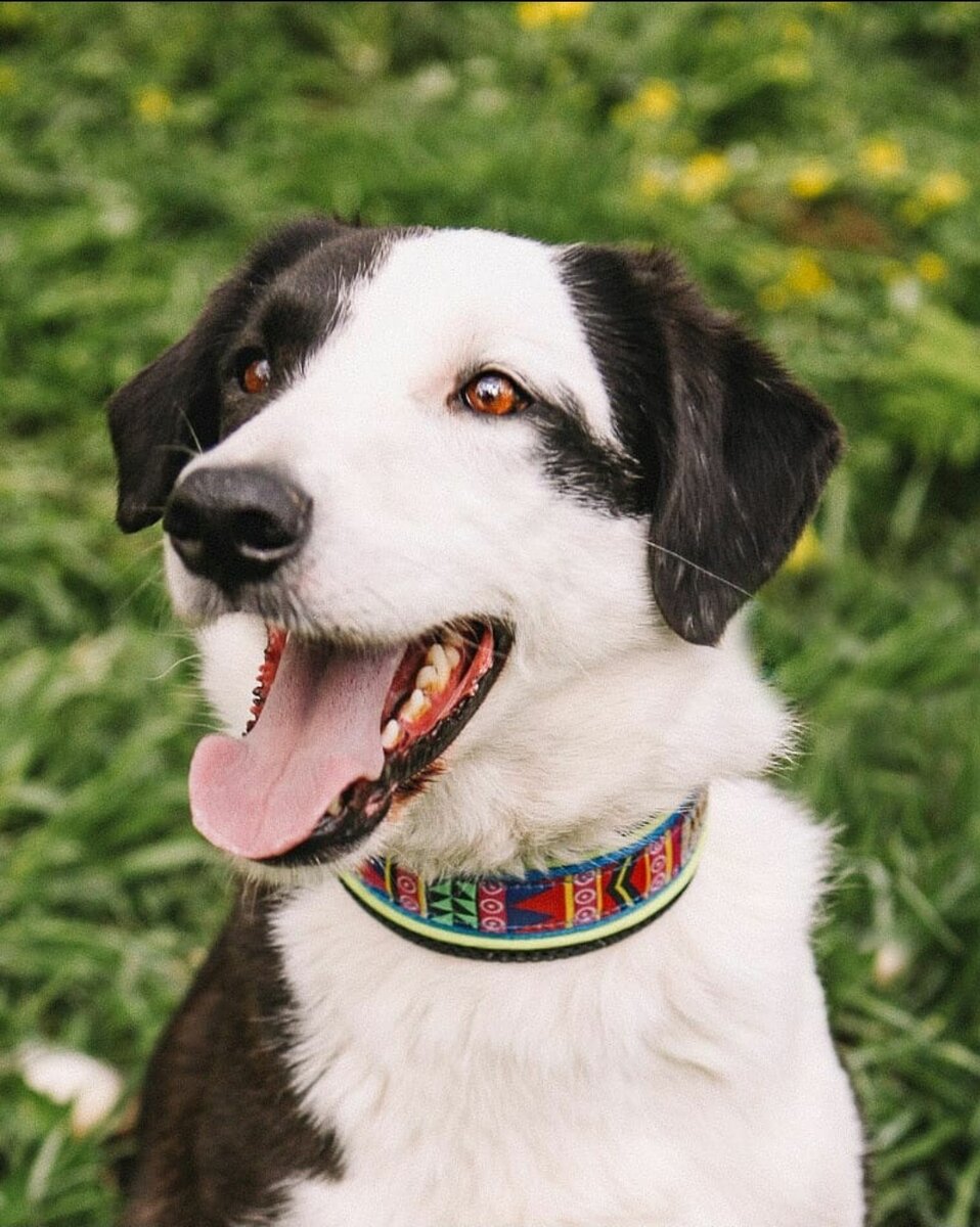 Пауки stegodyphus lineatus матрифагия. Четырехлапый. Четырехлапый. Четырехлапый цыпленок. Четырёхлапый цыпленок.