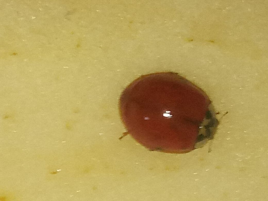 Сидит на яблоке👉👈