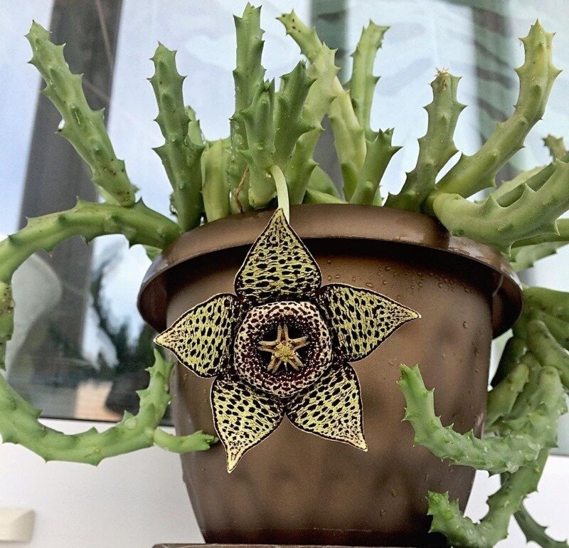 Stapelia flavopurpurea