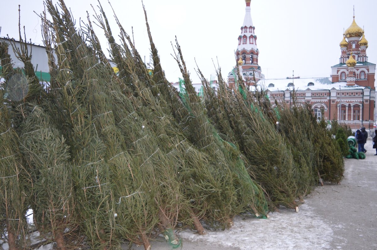 На елочном базаре в Перми цены на елки зависят от их высоты