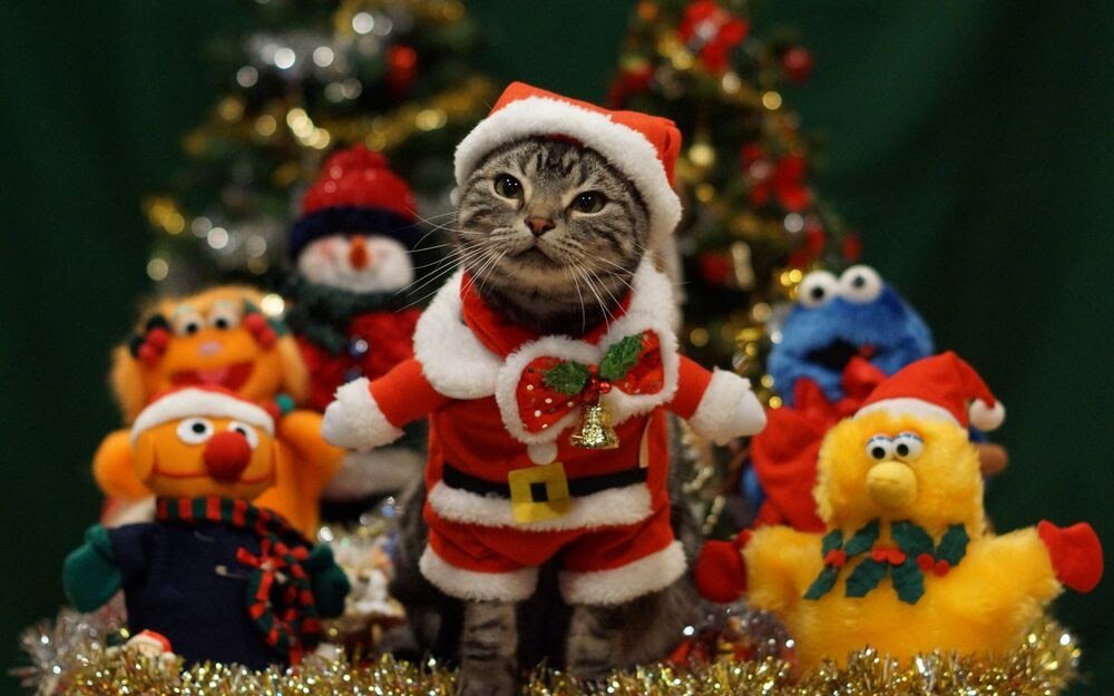 Новогодние костюмы для котов и кошек (подборка 12 милых фото) | Животные |  Дзен