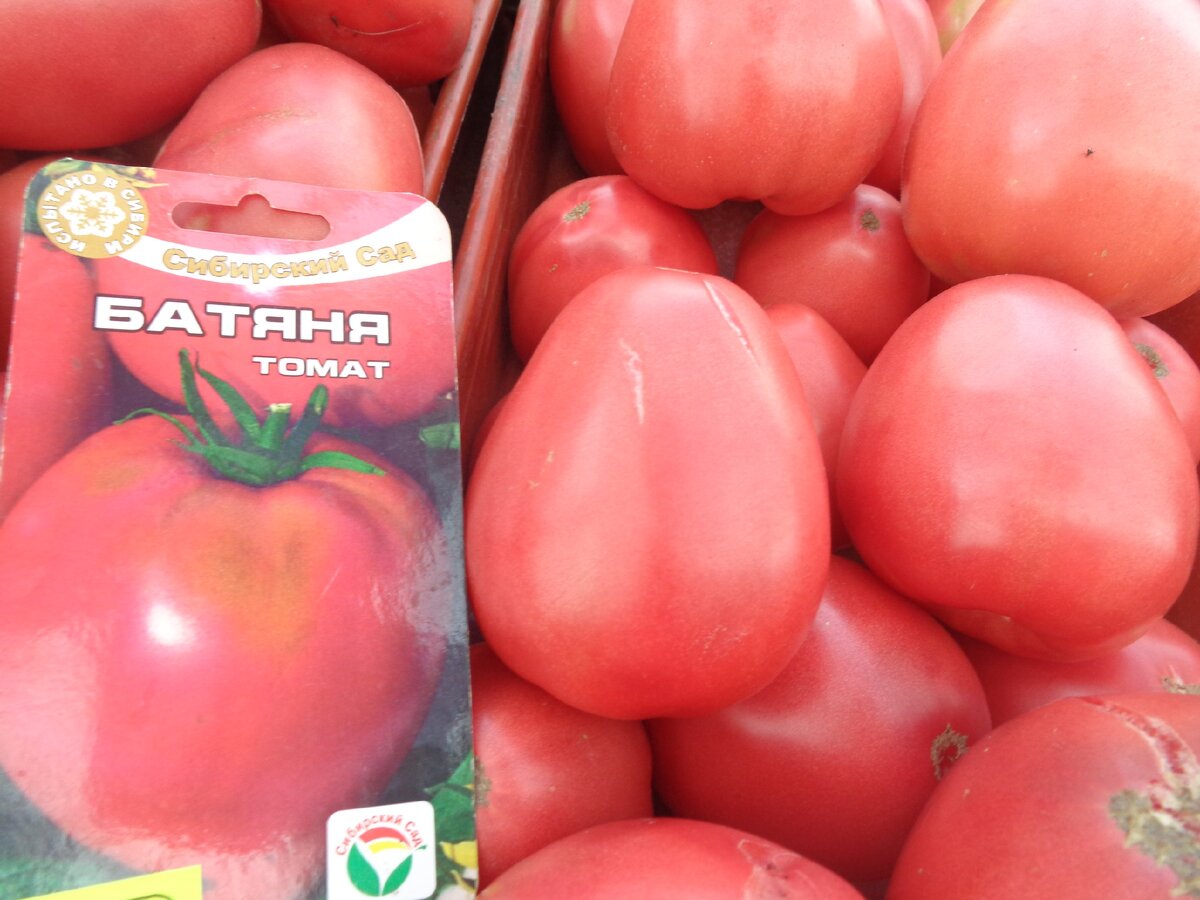 Сорт помидоров батяня с фото и описанием