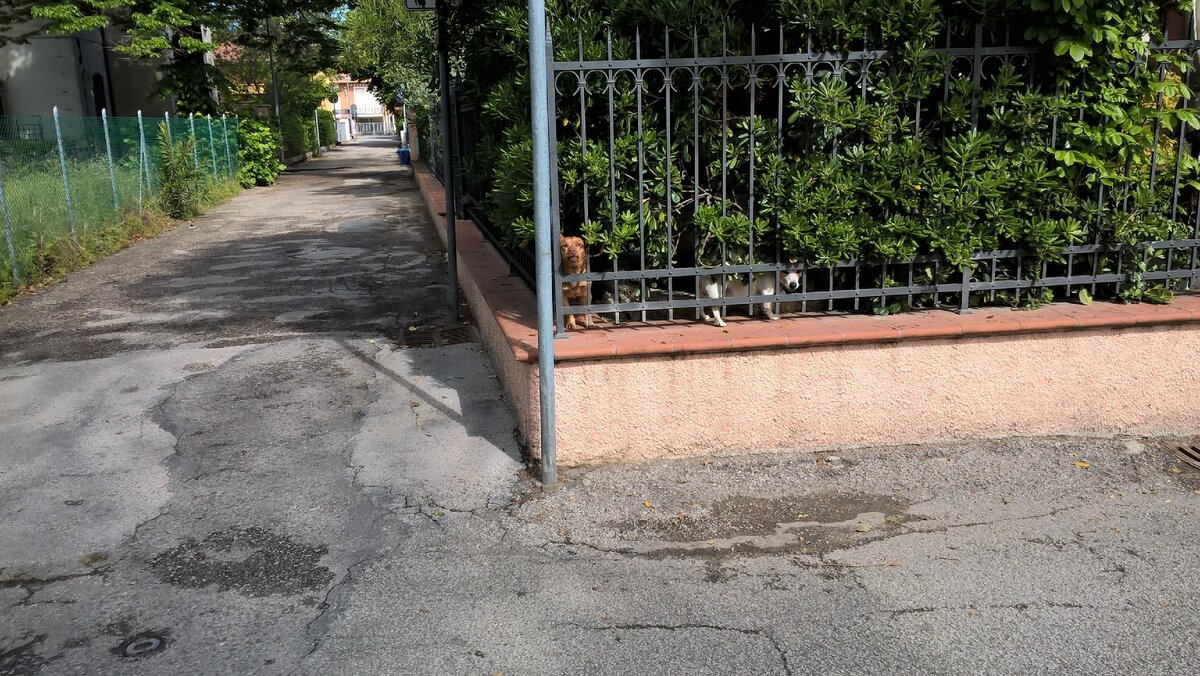 де маленькие собачки исправно всех прохожих  облаивают