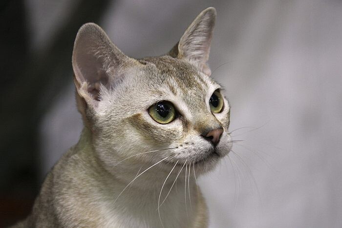 Сингапурская кошка