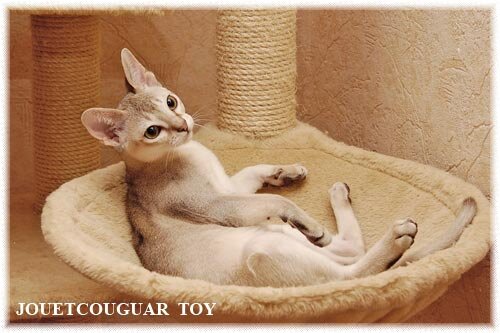 Мой маленький озорник. Фото питомника