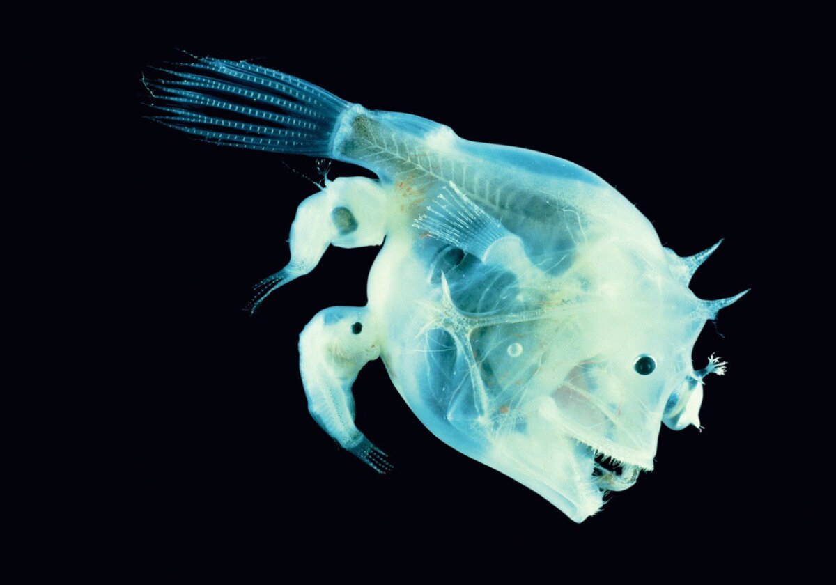 Не ноги это, это мои ухожоры за которыми я ухаживаю.