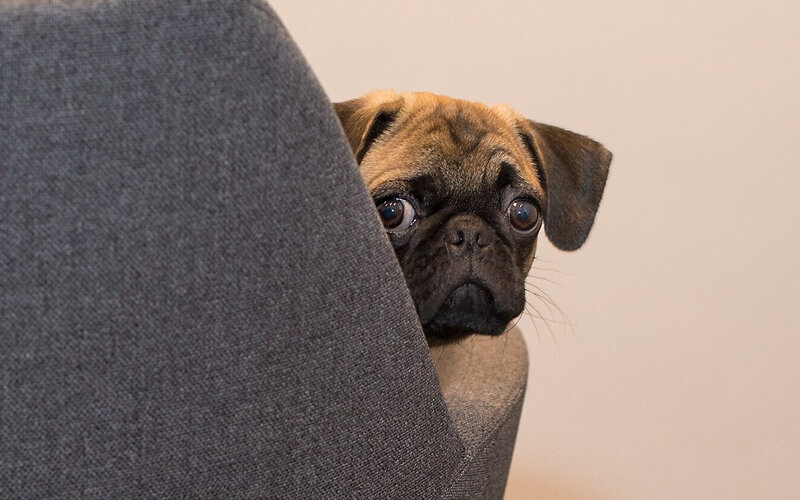 Начинаясь как безобидное развлечение, погоня за лазерной указкой быстро приобретает характер невроза, поскольку владельцы недооценивают силу влияния такой игры на психику животного. Фото adorablesbetes.com