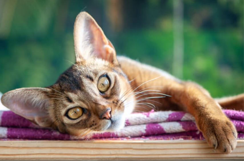 Абиссинец. Фото из открытого источника.