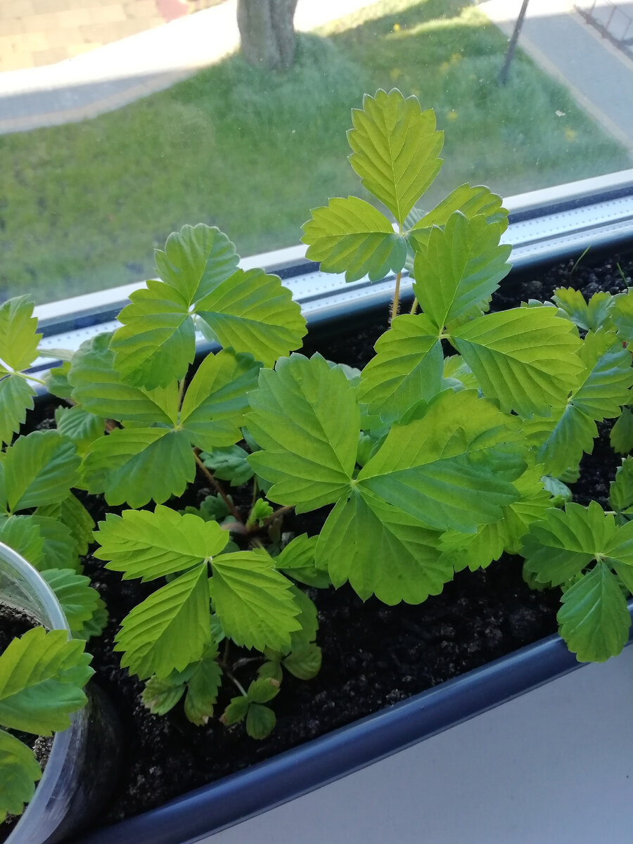 Как создать собственный мини-огород на подоконнике в квартире: пошаговая инструкция