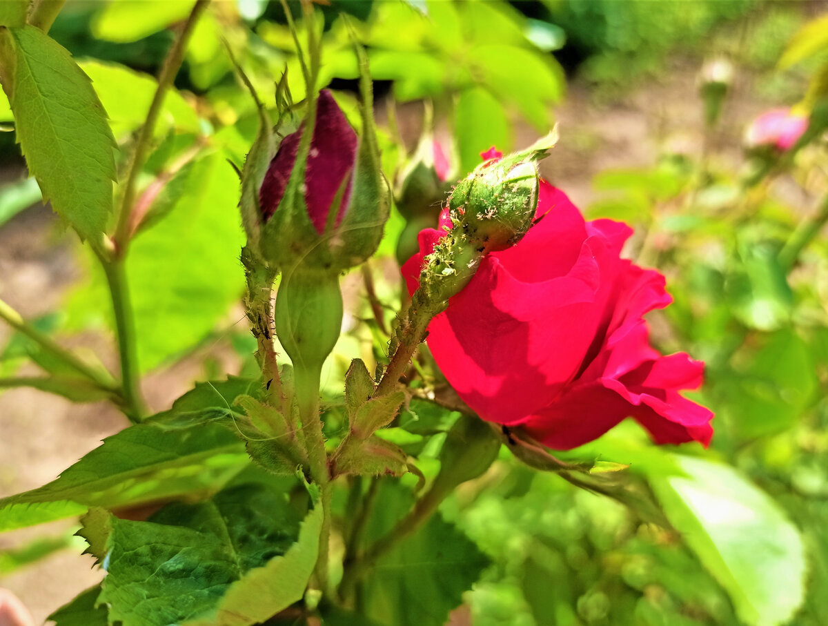   Тля на розах. Фото автора.