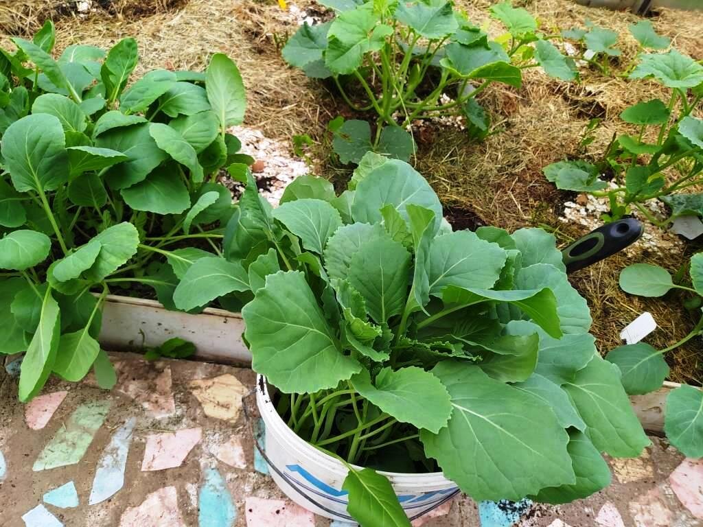 Выращивание рассады капусты – тонкости и секреты хороших саженцев