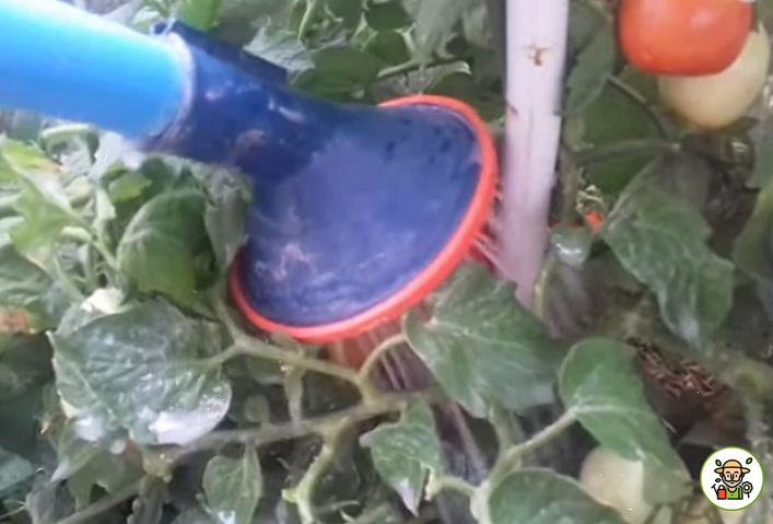 Подкормка томатов от вершинной гнили