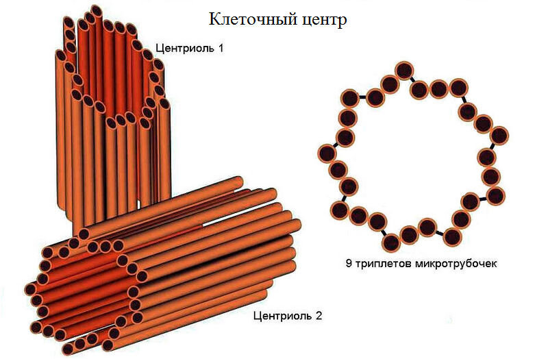 Клеточный центр животной клетки рисунок. Строение клетки клеточный центр. строение центриолей клеточного центра. центриоли клеточного центра в клетках. клеточный центр центросома строение.