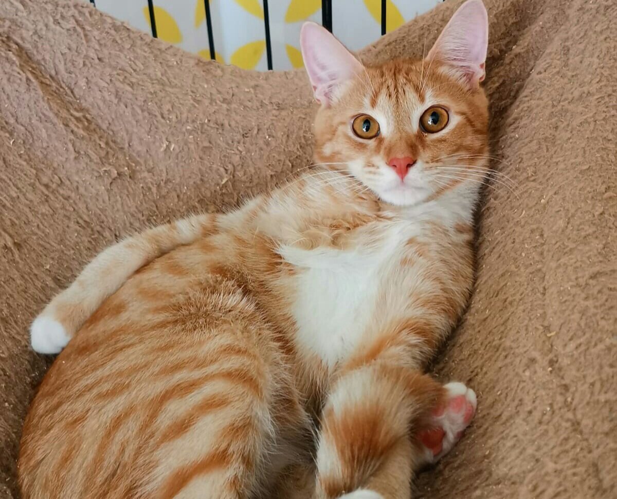 Рыжее солнышко!