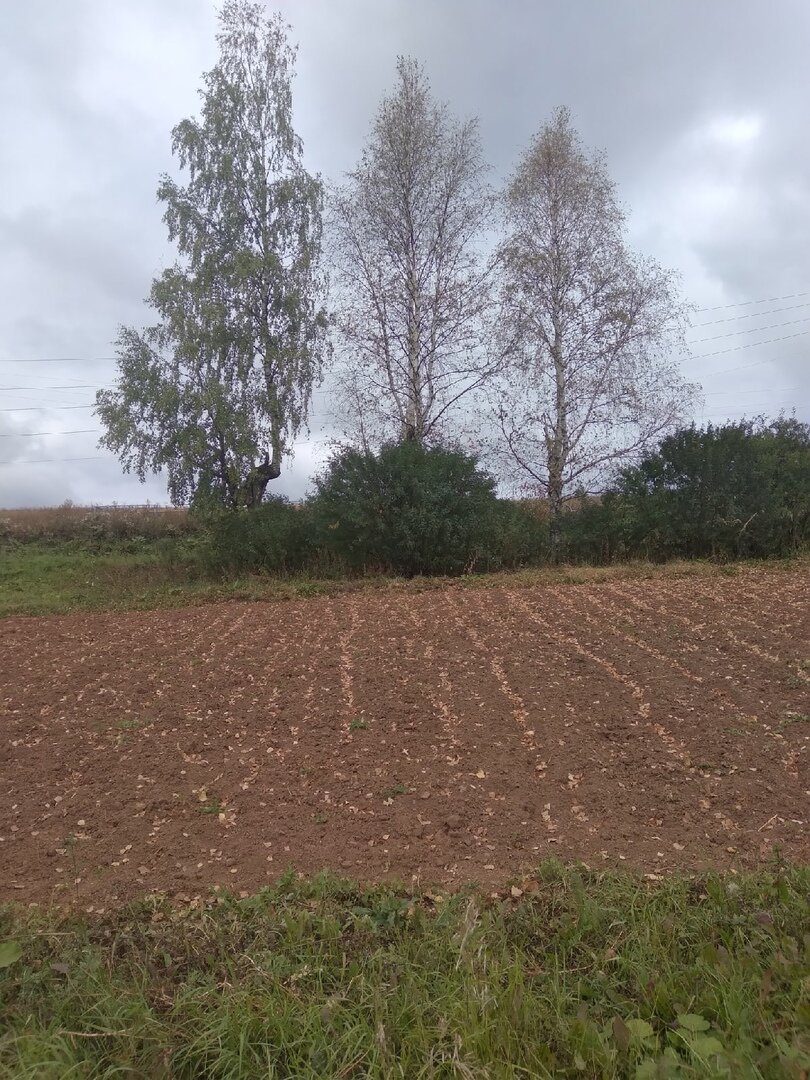 НАШЕ КАРТОФЕЛЬНОЕ ПОЛЕ