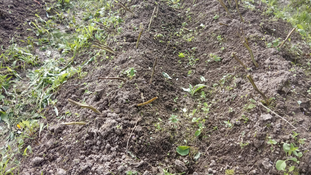 Вот моя грядочка с обрезанной ботвой картофеля