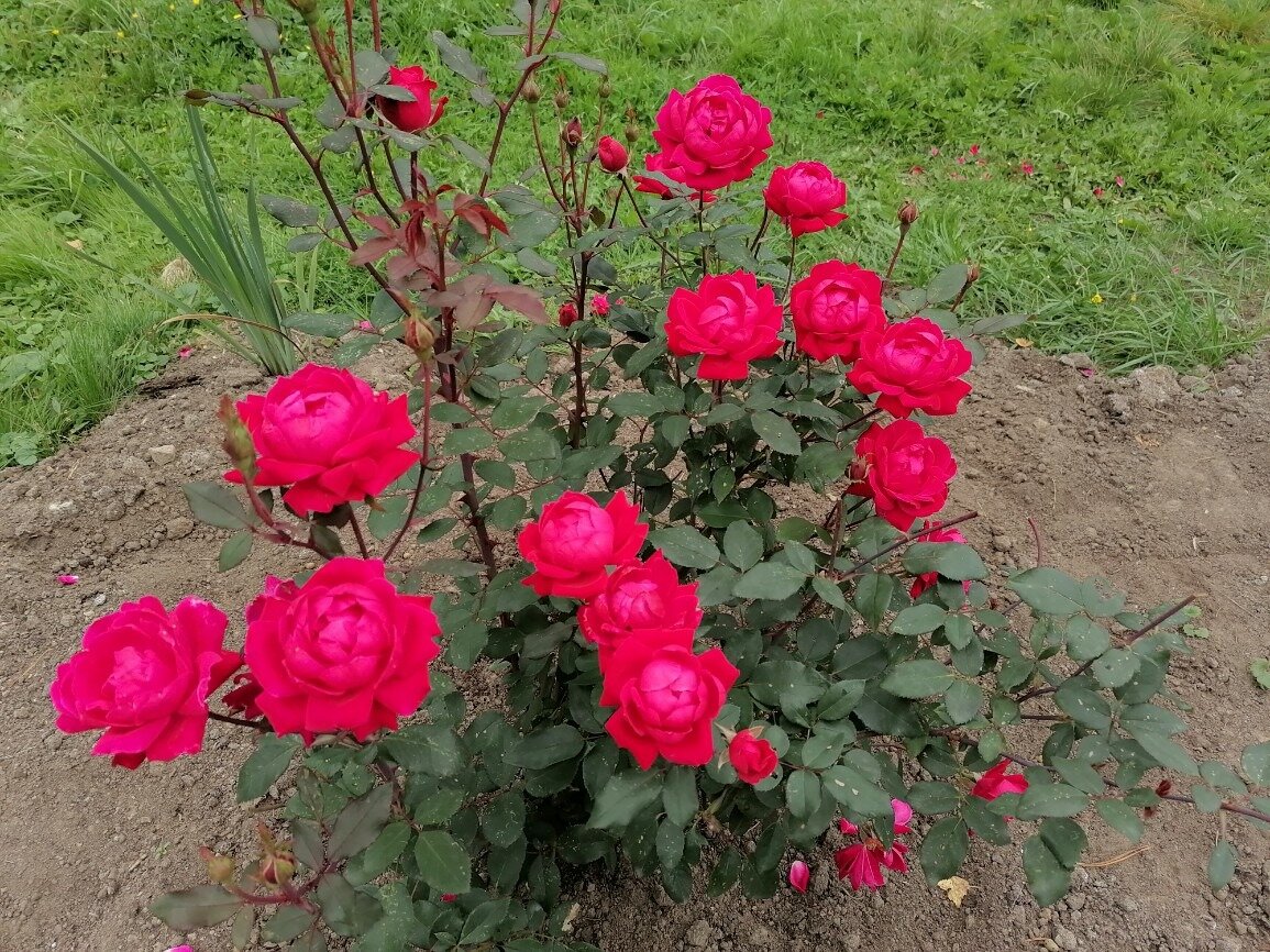 Парад самых сильных роз 🌹 | Цветочница Анюта 🌹 | Дзен