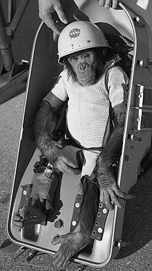 Астрохимп Хэм, первая большая обезьяна, запущенная в космос.