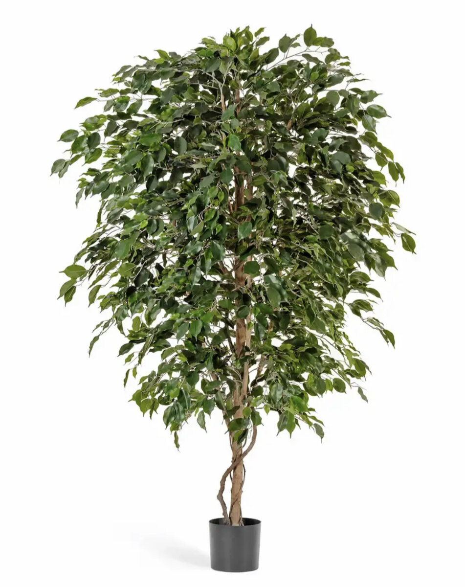 Фикус Бенджамина