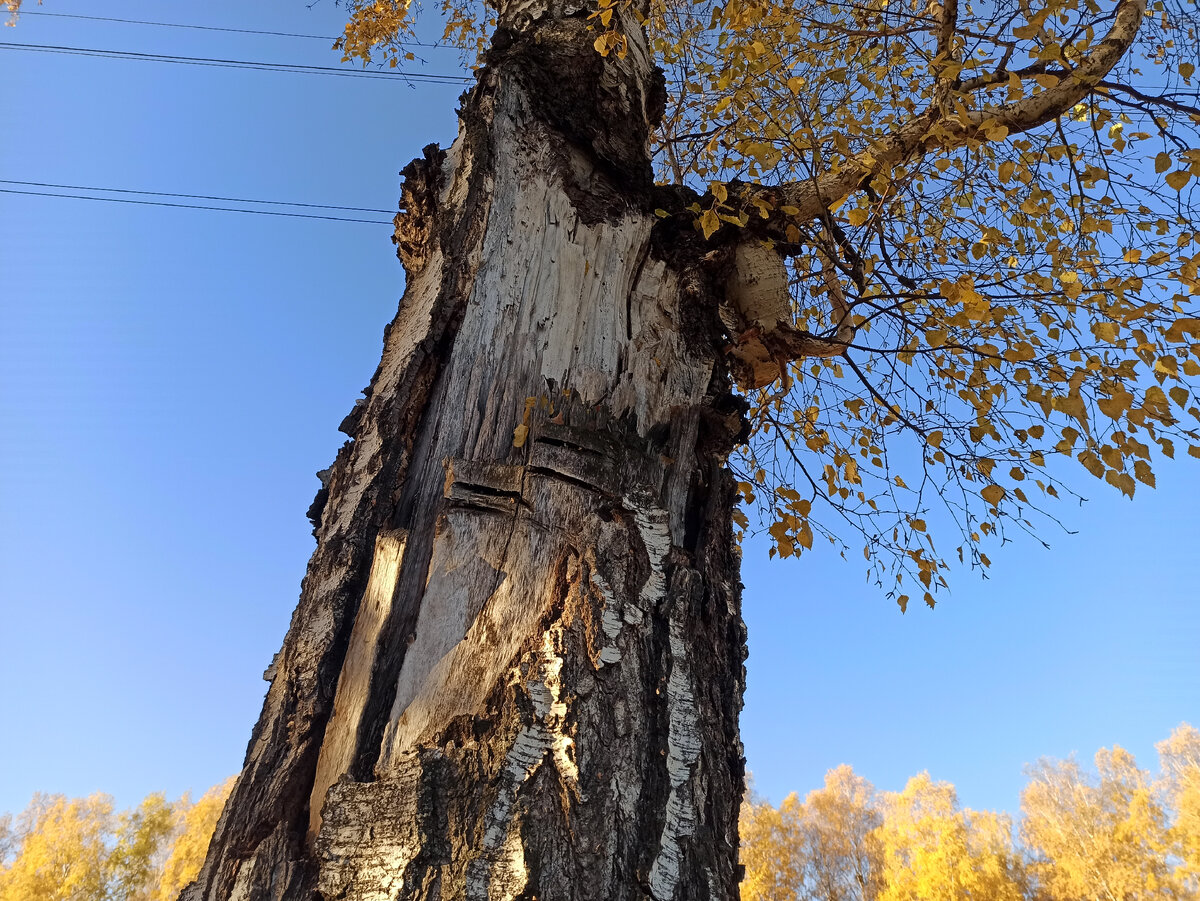 Ветка березы, обломилась и упала на крышу