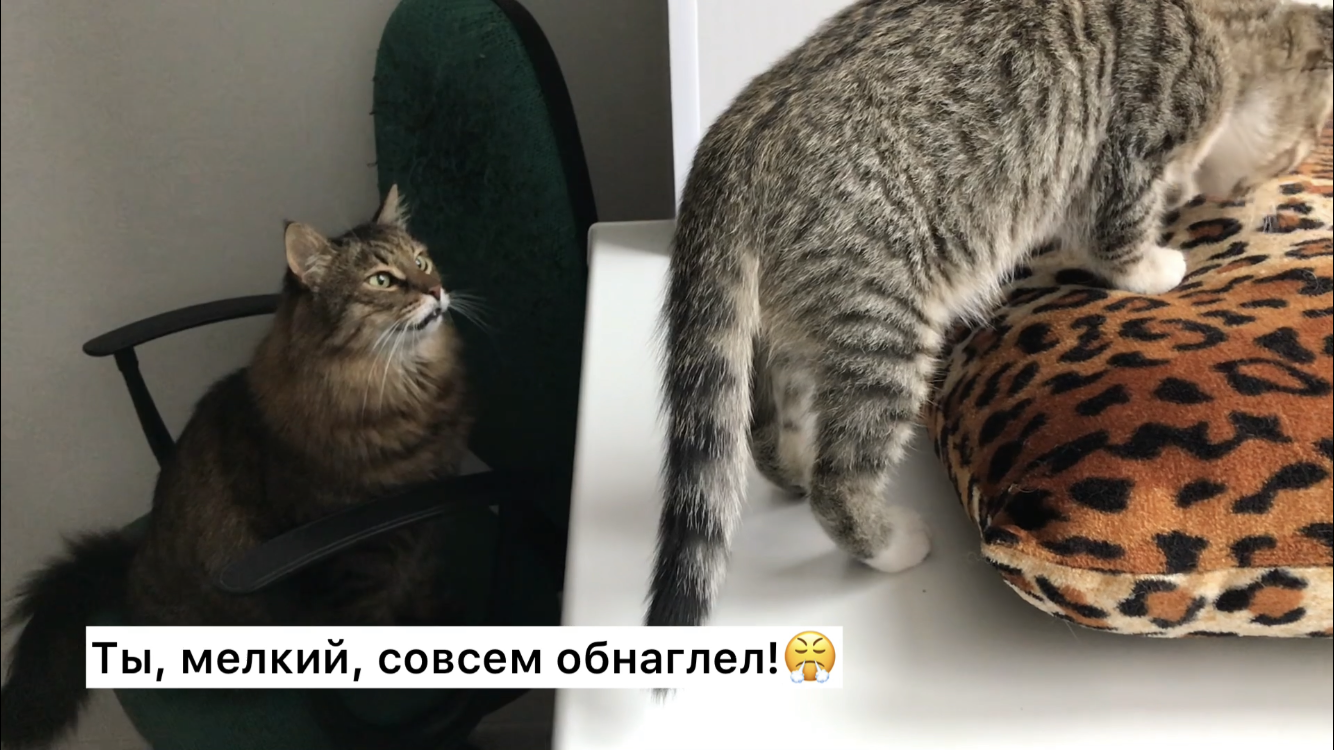 Котёнок занял место кота на подоконнике. Кот возмущён😤