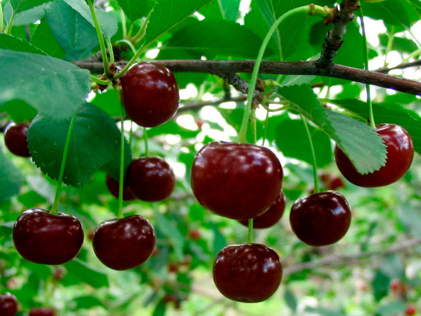 Вишня  обыкновенная (Cerasus vulgaris) 