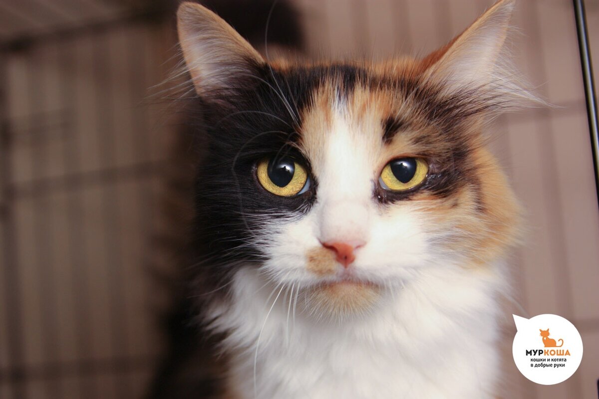 Кливия в ожидании