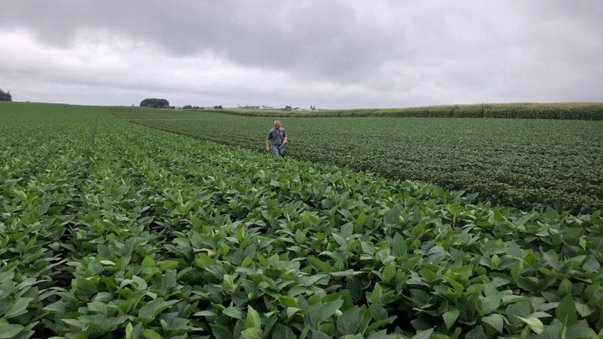 Фото:www.reuters.com США проводит проверку дикамбы на посевах ГМ-культур