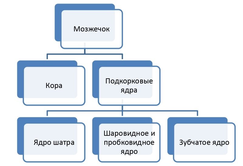 Строение мозжечка