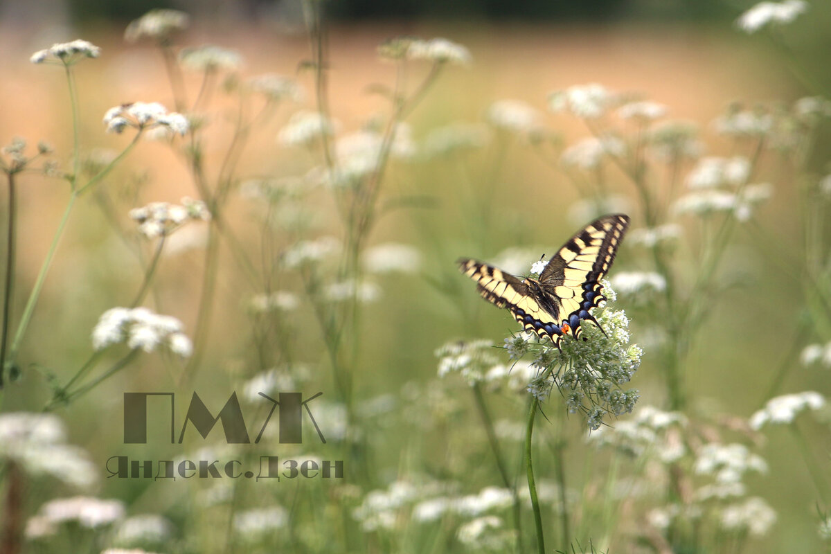 Махаон (Papilio machaon)