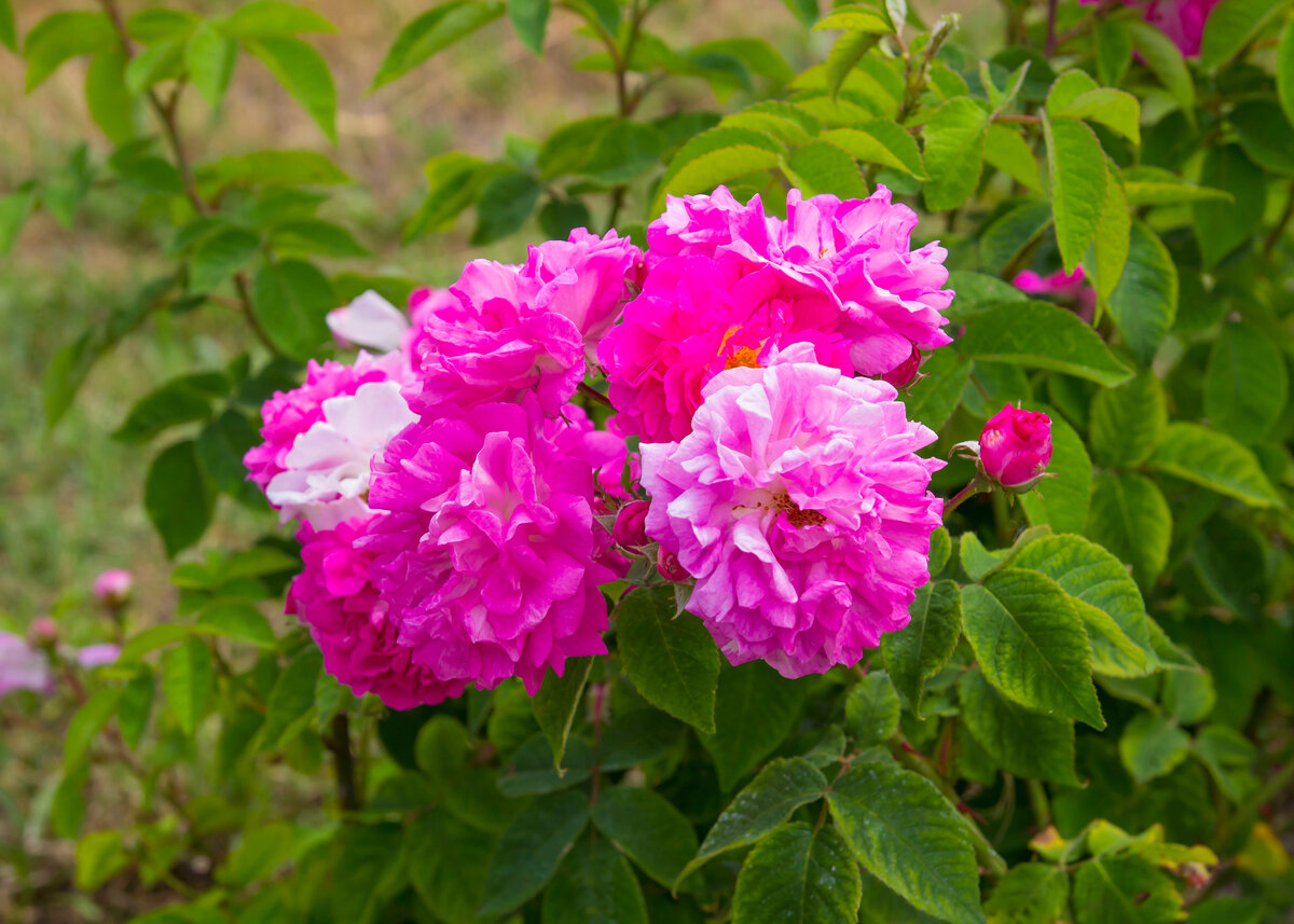 алые розы ,насаженные кустиками между каменными изваяниями 