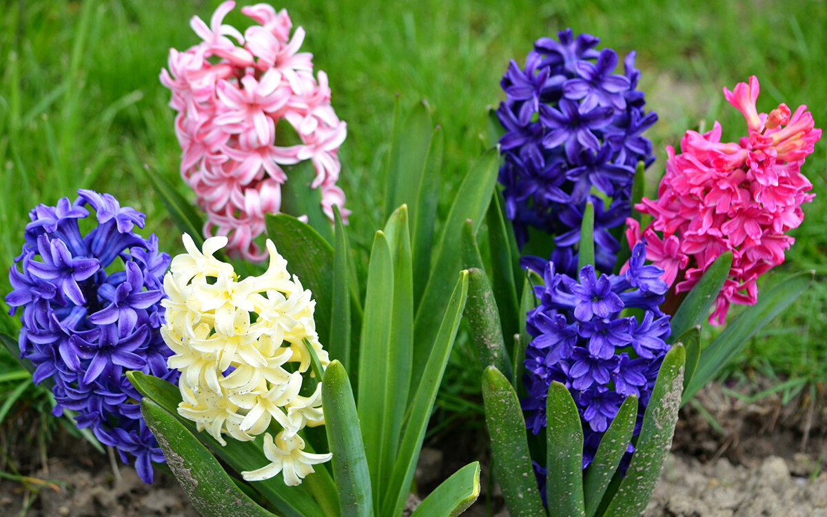 Строгая красота гиацинта