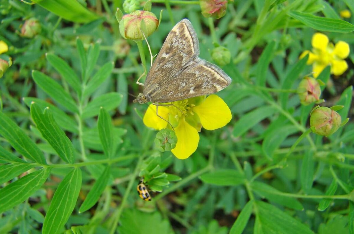 Луговой мотылек Pyrausta (Loxostege) sticticalis L., отряд чешуекрылые (Lepidoptera), семейство огневки (Pyralidae). Фото: Shutterstock