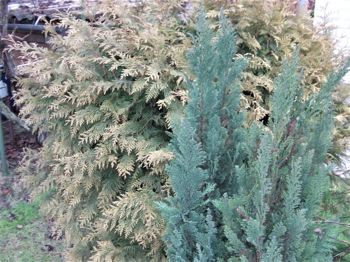 Кипарисовики особенно подвержены обгоранию. Фото автора