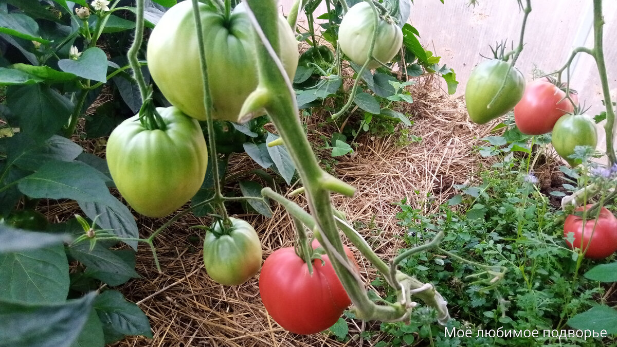 Сорта высокорослых томатов, которые первыми порадуют Вас урожаем