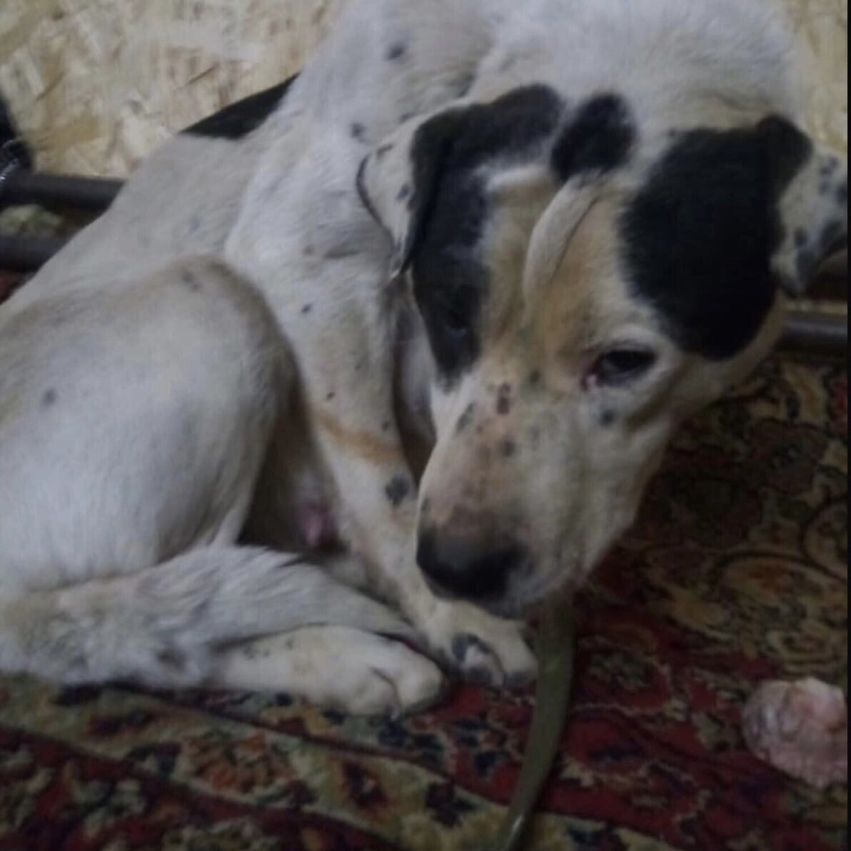 Вы помните это фото? Такой мы забрали Габи из отлова Якутска