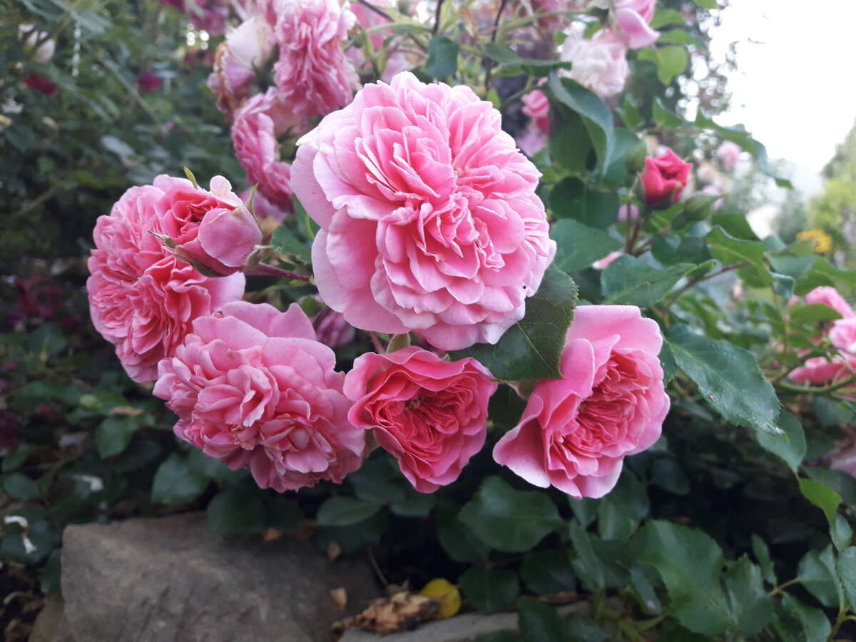 Les Quatre Saisons (Четыре сезона), почвопокровная