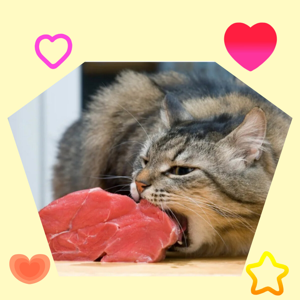 Сырое мясо для кошек