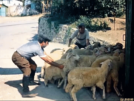 Цоб цобе бабиджон. Верхом на улитке. 100 верблюдов. Цоб цобе. Цоб цобе кавказская пленница.
