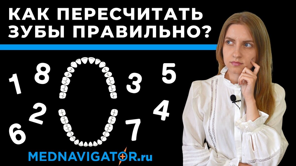 Зубы - сколько зубов у человека? Номера зубов в стоматологии |  Mednavigator.ru | Дзен